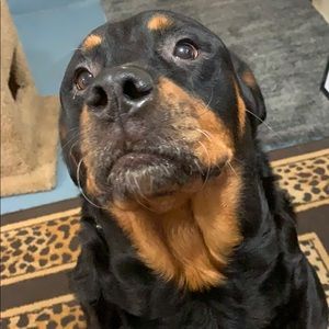 Meet your Posher, Gordon